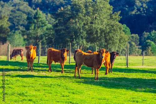 Calves in a herd on the farm. Wild cattle from Portugal - Ribatejo - Chamusca