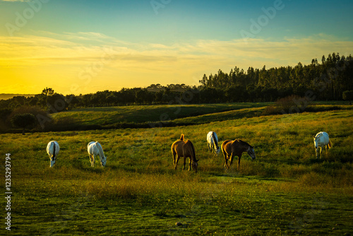 Horses in a wonderful field at sunset. Portuguese horses in the fields of Chamusca - Ribatejo - Portugal