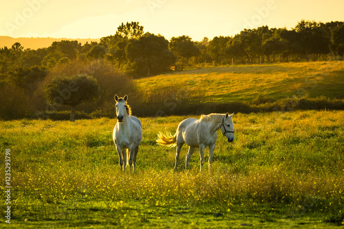 Horses in a wonderful field at sunset. Portuguese horses in the fields of Chamusca - Ribatejo - Portugal