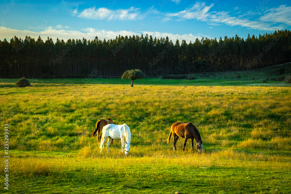 Obraz premium Horses in a wonderful field at sunset. Portuguese horses in the fields of Chamusca - Ribatejo - Portugal