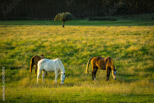 Horses in a wonderful field at sunset. Portuguese horses in the fields of Chamusca - Ribatejo - Portugal