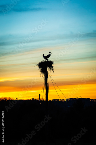 Storck nest at sunset in the plains of Chamusca - Ribatejo - Portugal  photo