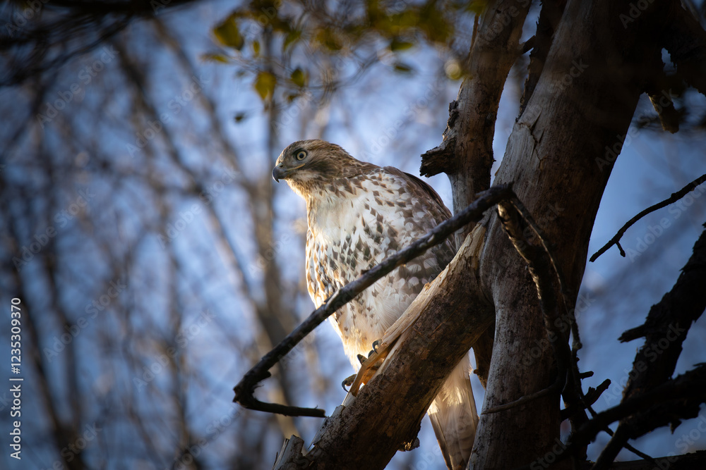 Obraz premium red-tailed hawk