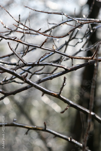 Winter Branches with Ice