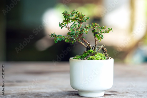 Phyllodium pulchellum in ceramic pots used to create bonsai photo