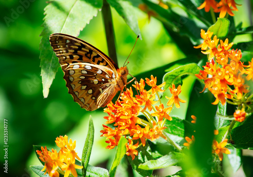 Fritillary butterfly ventral view feeding from a butterfly weed with green background photo