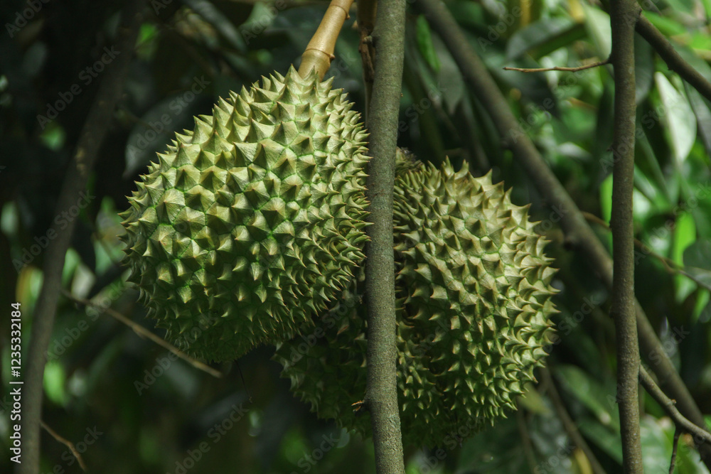 Superior durians are on lush trees with slender green leaves, and are ready to be harvested Superior durians are on lush trees with slender green leaves, and are ready to be harvested