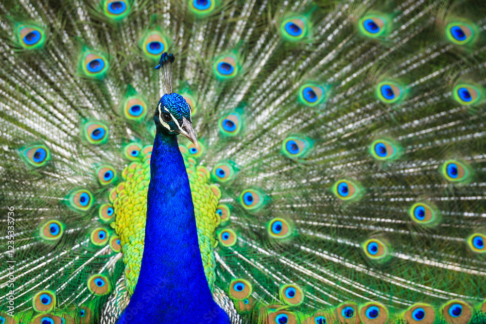 Fototapeta premium Portrait of a peacock displaying his beautiful tail