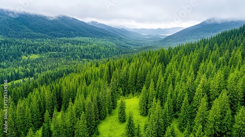 Lush green pine forest covering a vast mountain valley under a cloudy sky in summer.