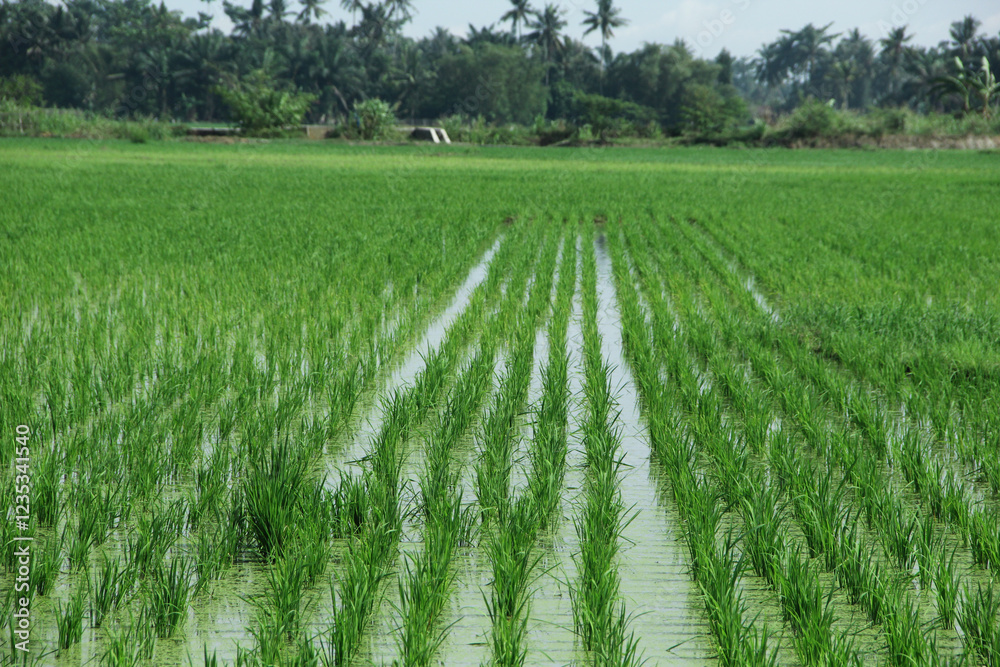 The fields are planted with young rice which is ready to grow and become rice The fields are planted with young rice which is ready to grow and become rice