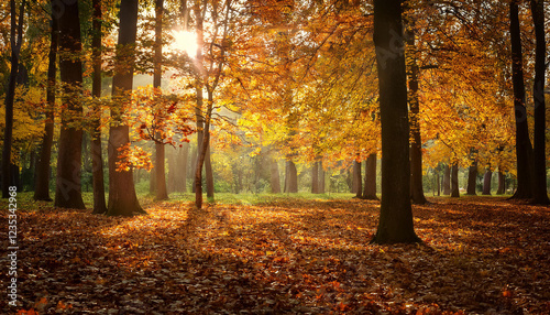 rustling leaves in quiet autumn forest photo