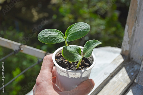 a man's hand holds a glass with sprouts of watermelon, melon or cucumber. growing melon seedlings at home. growing vegetables and berries photo