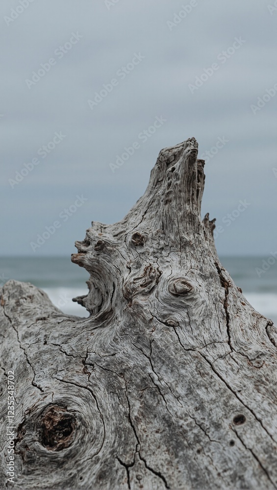 Close up of textured weathered driftwood in soft gray tones Close up of textured weathered driftwood in soft gray tones