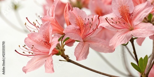 Detailed view of salmon pink azalea petals with veins and stem, spring, texture