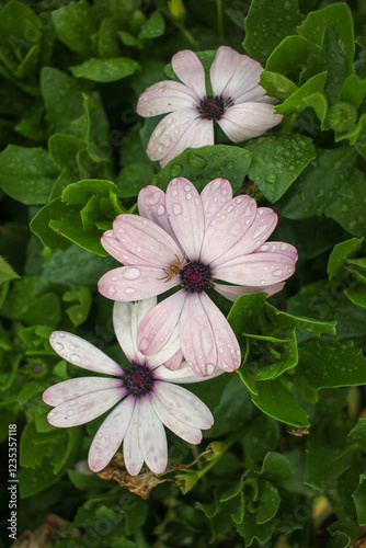 flowers blooming in my garden