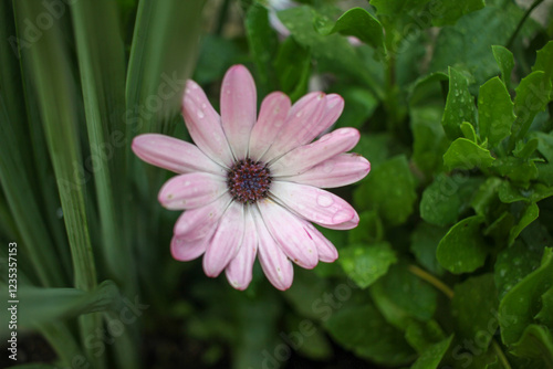 the beauty of flowers after rain