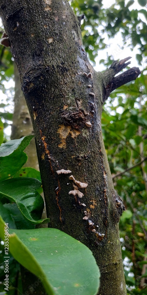 Obraz premium Tiny Mushrooms Growing on a Tree Trunk