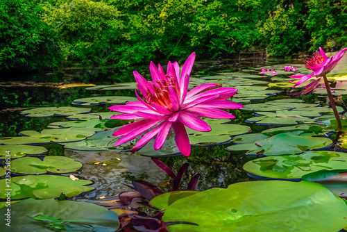 Pink water lily