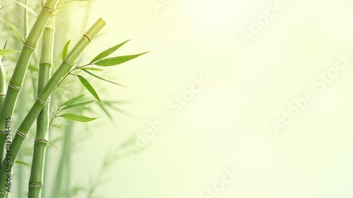 Golden Bamboo Top View - Stunning Natural Texture photo