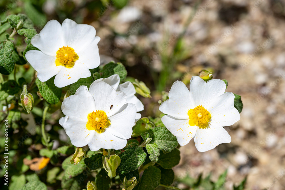 Ταπετσαρία Flower of a Montpellier cistus ( Cistus monspeliensis )