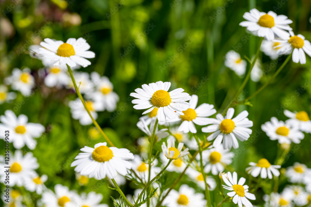 Marguerite daisy flower with green meadow as background Marguerite daisy flower with green meadow as background