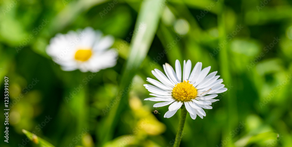 Wild daisy flowers growing on meadow, white chamomiles on green grass background. Oxeye daisy, Leucanthemum vulgare, Daisies, Dox-eye, Common Wild daisy flowers growing on meadow, white chamomiles on green grass background. Oxeye daisy, Leucanthemum vulgare, Daisies, Dox-eye, Common