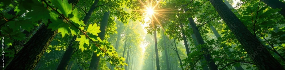 Obraz premium Forest canopy with sunlight filtering through, branches, filter