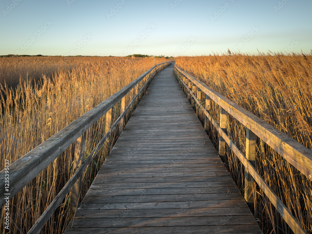 Fototapeta premium A wooden boardwalk stretches through a field of tall golden reeds, bathed in the warm glow of golden hour, creating a serene landscape in Barrinha os Esmoriz, Ovar, Portugal