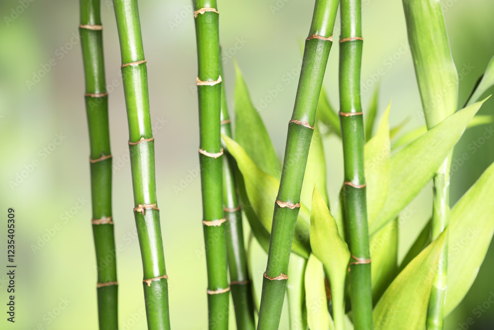 Obraz premium Beautiful decorative bamboo plant on blurred background, closeup