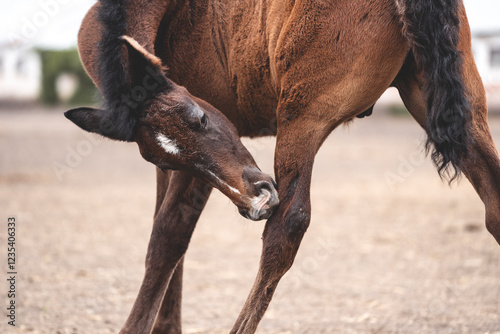 Close-up of a cute bay foal scratching its hind leg. Brown foal scratches itself in the paddock