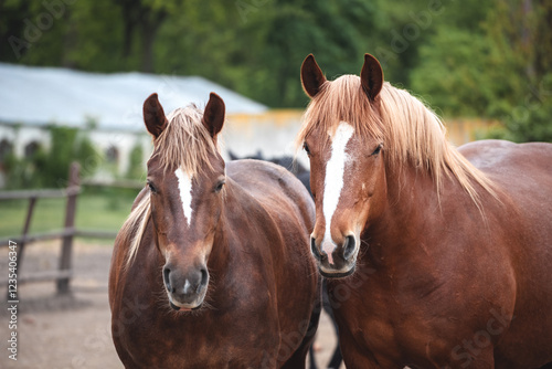 Portrait of two red draft horses with a white stripe on their foreheads in a paddock. Chestnut mares of the Novoolexandrian Draught breed standing together