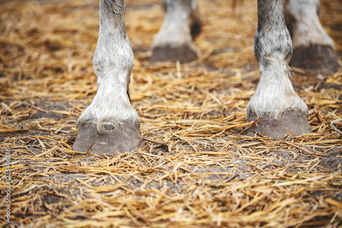 Close-up of the legs and hooves of a grey horse standing on the ground in the paddock. Horse front legs without horseshoes in the sand with straw