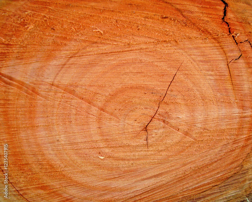 a very natural sharp wood photo from nature