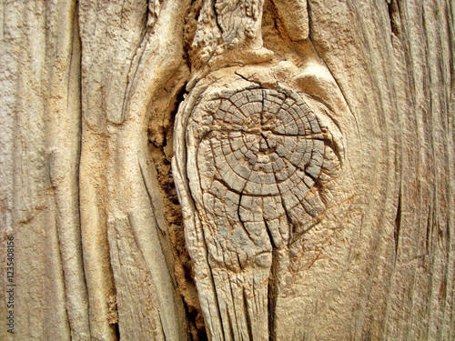 a very natural sharp wood photo from nature