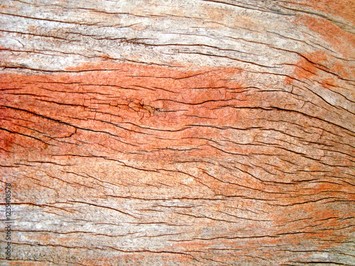 a very natural sharp wood photo from nature
