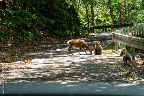 屋久島の西部林道のヤクシカとヤクシマザル