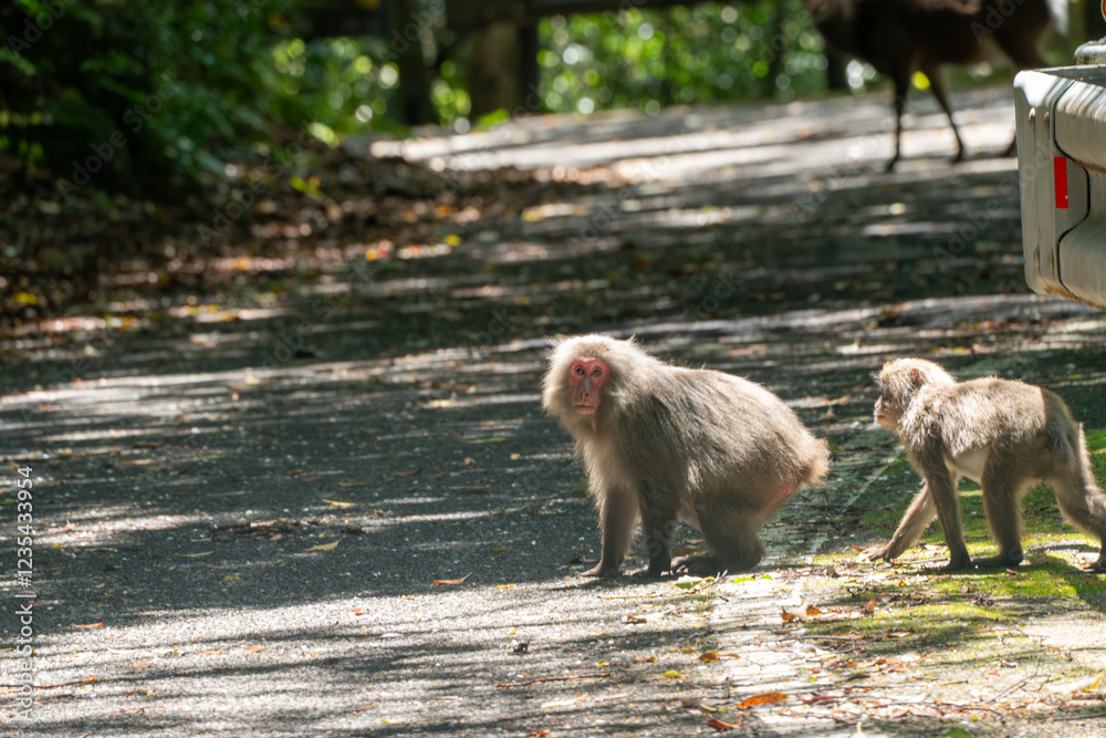 屋久島の西部林道のヤクシマザル