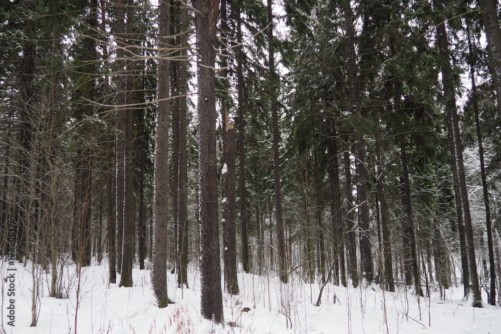 Fototapeta premium Spruce Picea is a coniferous evergreen tree of the Pine family Pinaceae. Evergreen trees. Common spruce, or Norway spruce Picea abies is widespread in northern Europe. Snowy winter coniferous forest