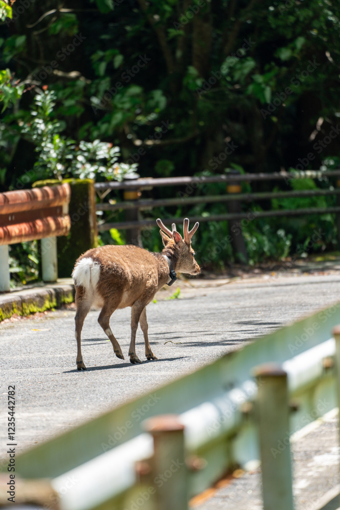 屋久島の西部林道のヤクシカの雄