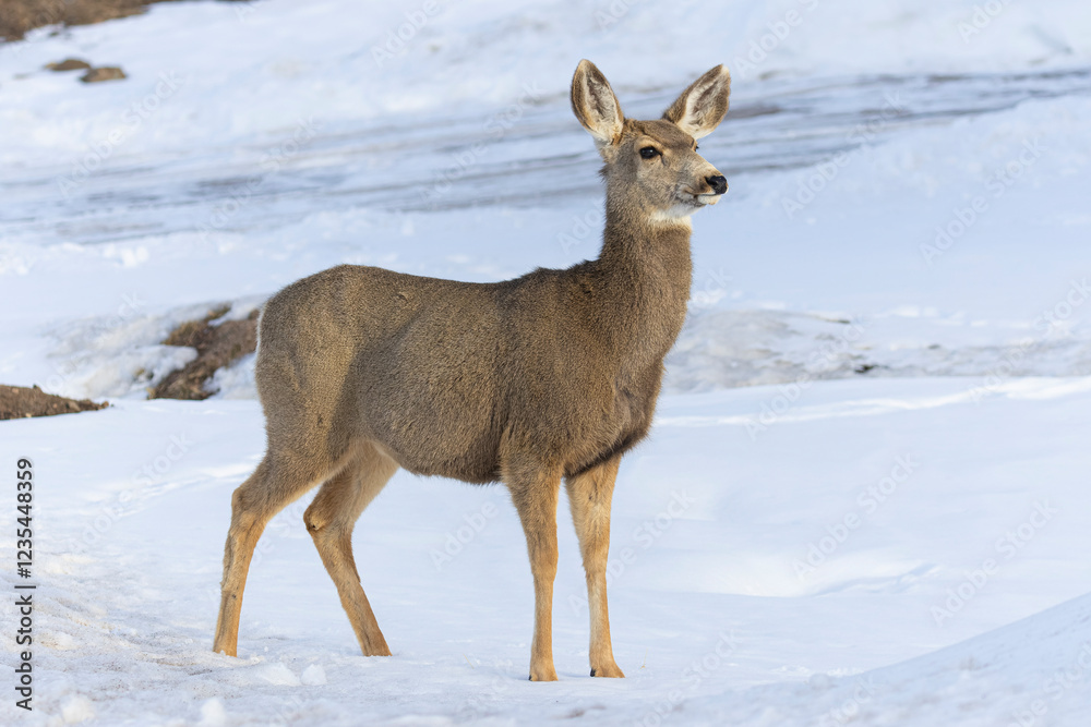 Colorado Mule Deer Doe Colorado Mule Deer Doe