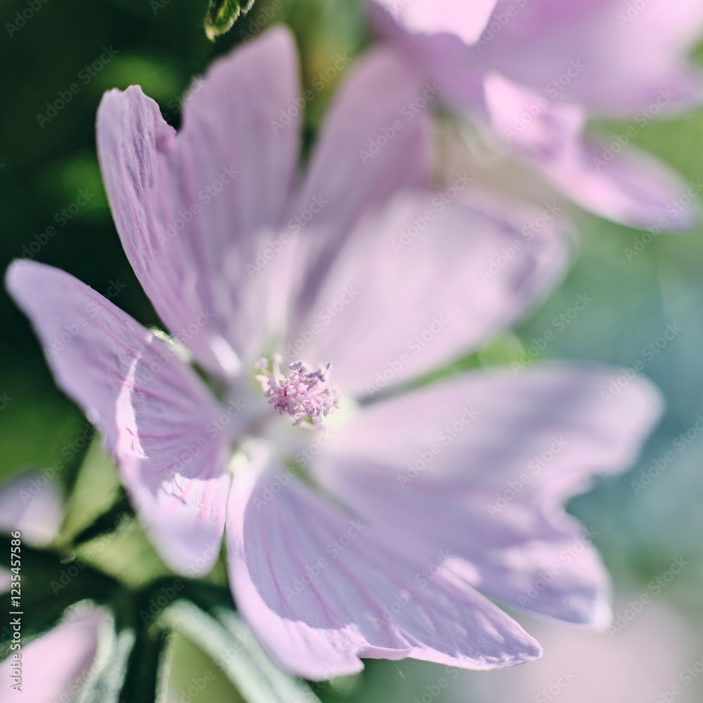 Obraz premium Rosenmalve Malve