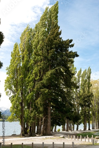 Obraz na plátně Majestic Populus Nigra Trees at the Shore of Lake Wanaka