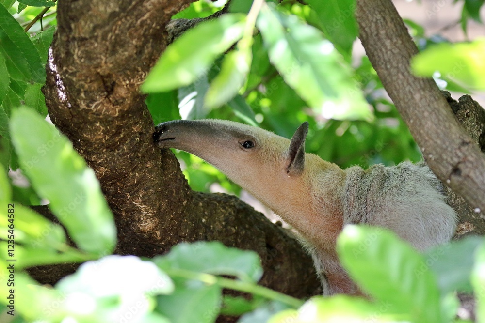 Obraz premium ミナミコアリクイの横顔のアップ