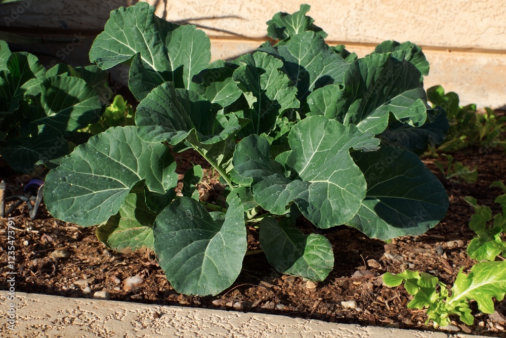 Naklejka premium Fresh collard greens flourish in a home garden bed, their vibrant green leaves soaking up the sunlight. This healthy and thriving vegetable patch showcases the beauty of sustainable gardening and home