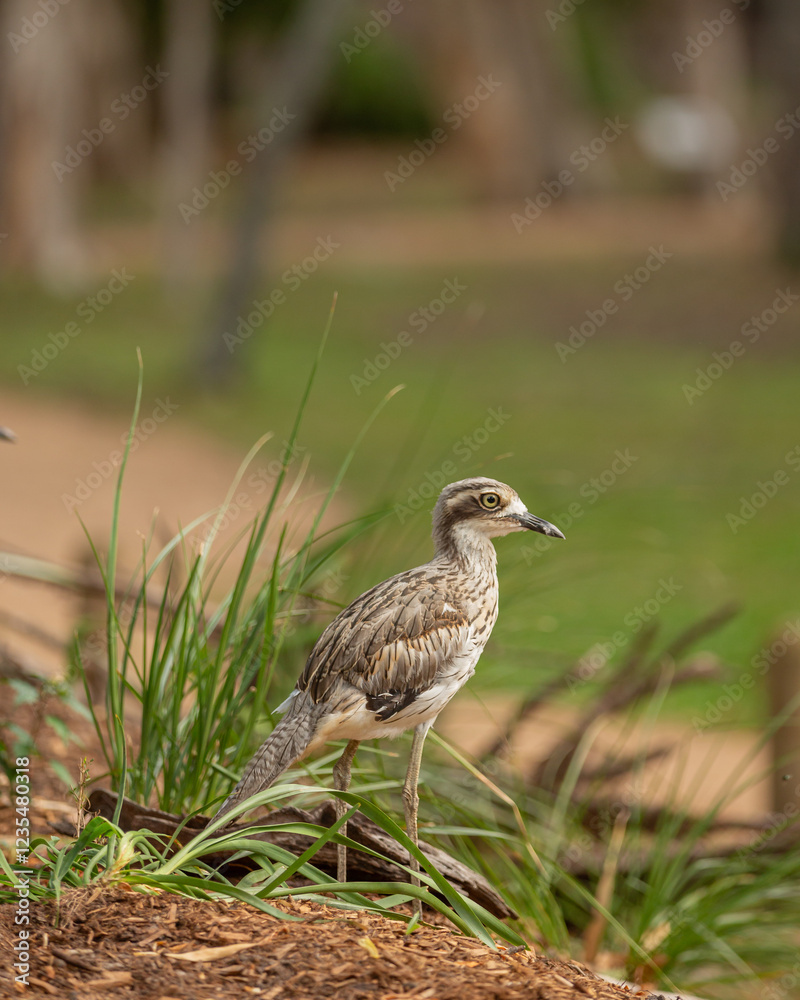 Fototapeta premium Australian Stone curlew standing near nest