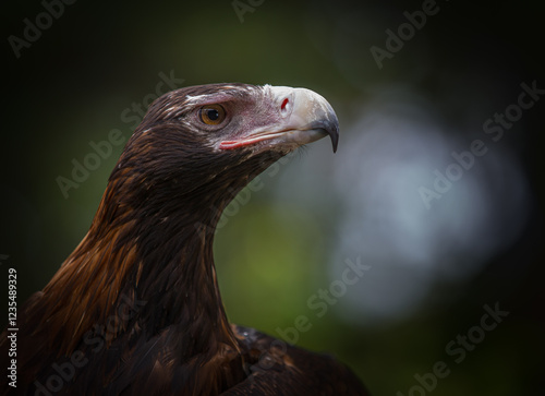 Portrait of Wedgetail Eagle photo