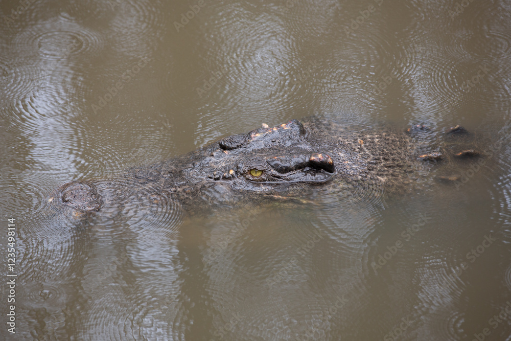 Australian Saltwater Crocodile swimming in a North Queensalnad River Australian Saltwater Crocodile swimming in a North Queensalnad River