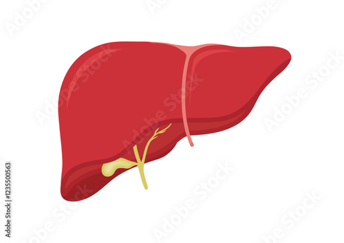 Human liver anatomy in digestive system