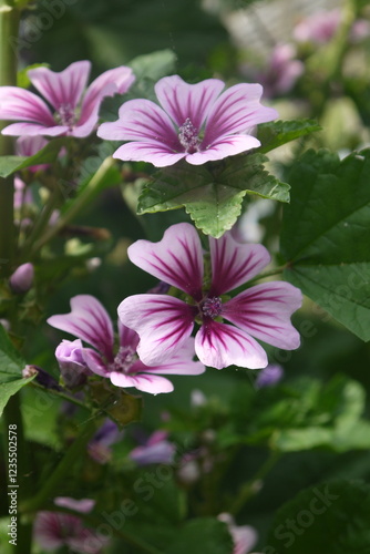 Red purple Malva sylvestris Zebrina blooming in the park, Summer
