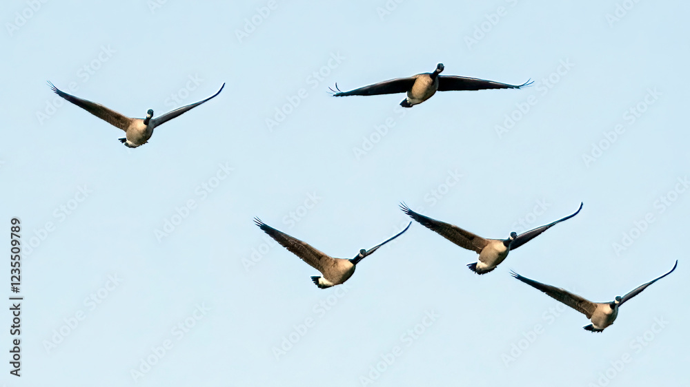 A flock of Canada geese continues their long migration trip after resting A flock of Canada geese continues their long migration trip after resting